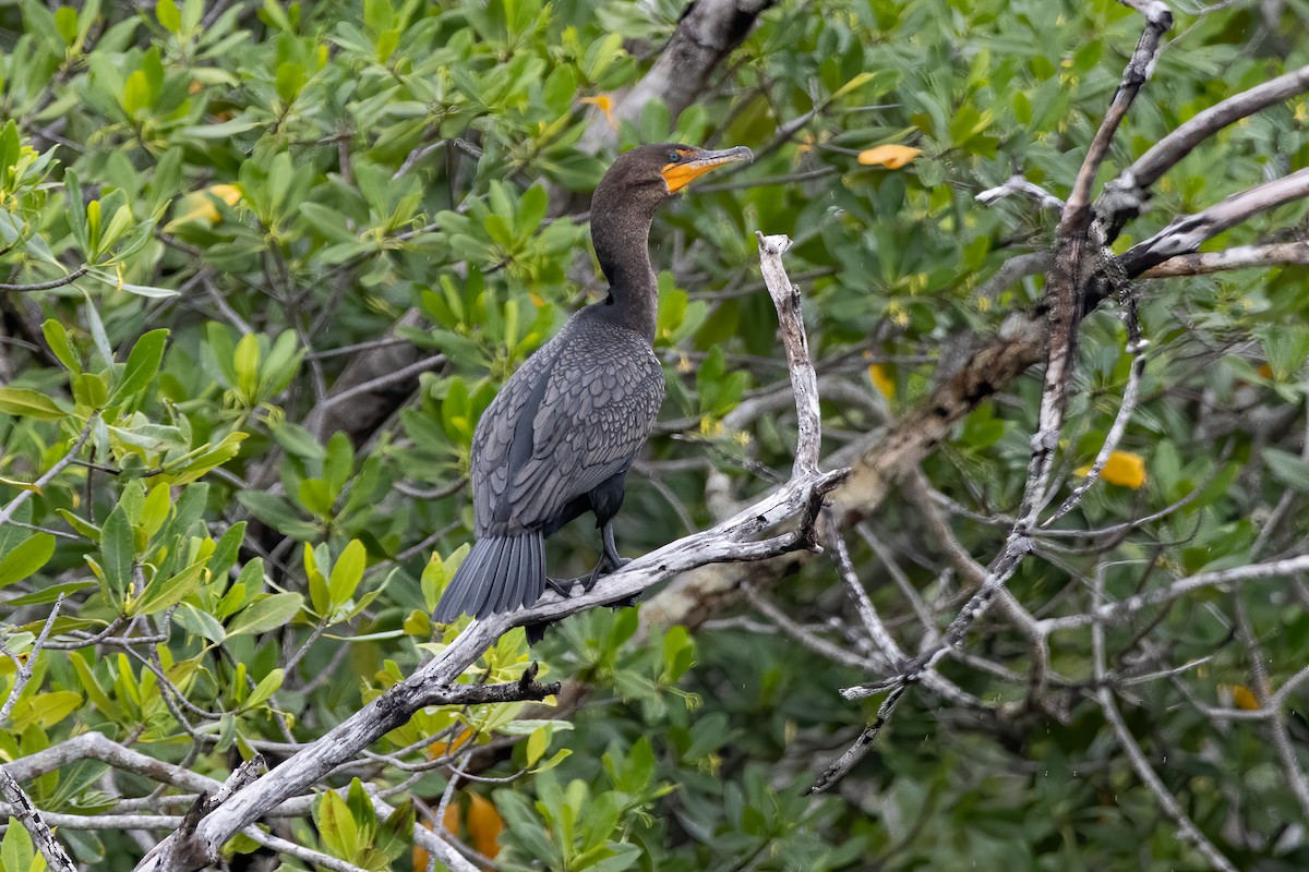 Double-crested Cormorant - ML646085184