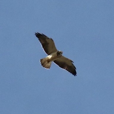 Swainson's Hawk - ML646085185