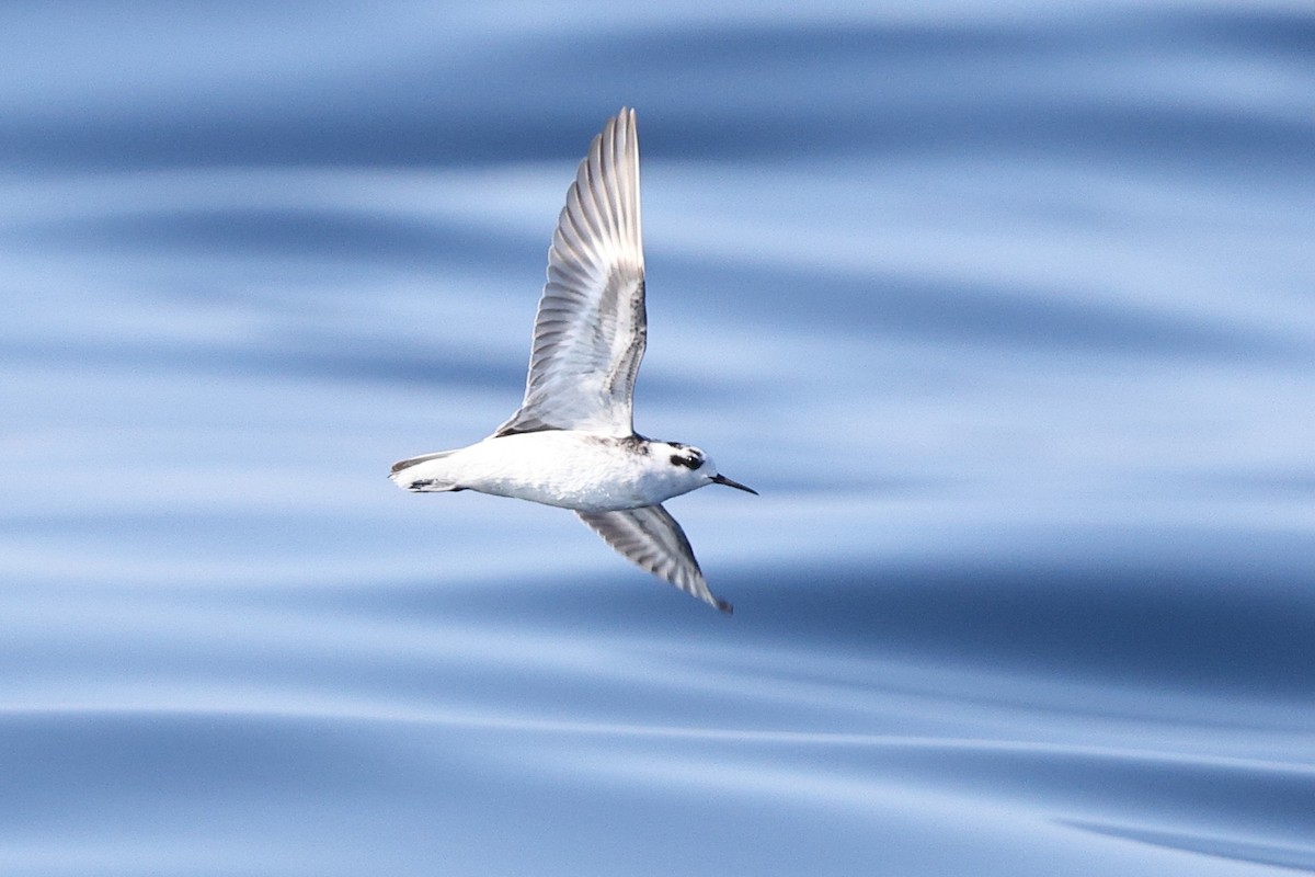 Red-necked Phalarope - ML646085195