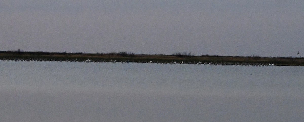 Whooping Crane - ML646085196