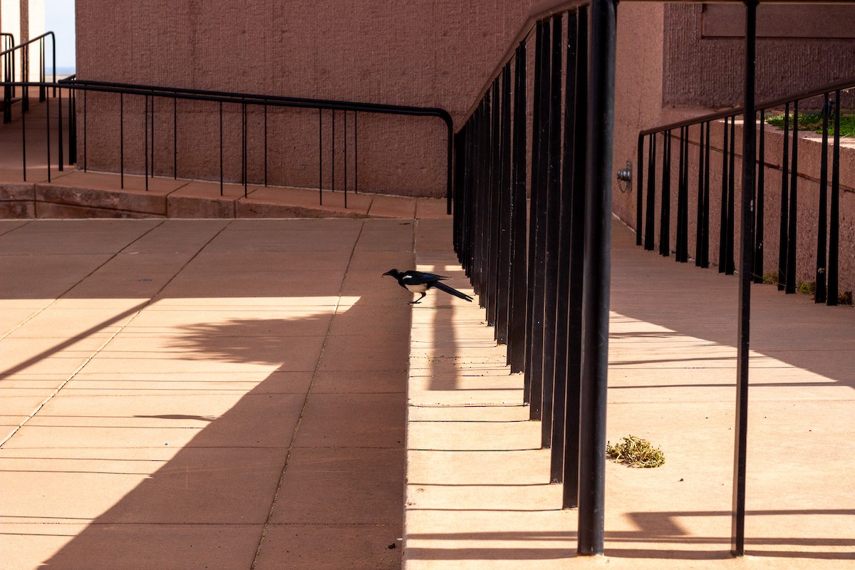 straka americká - ML646085201