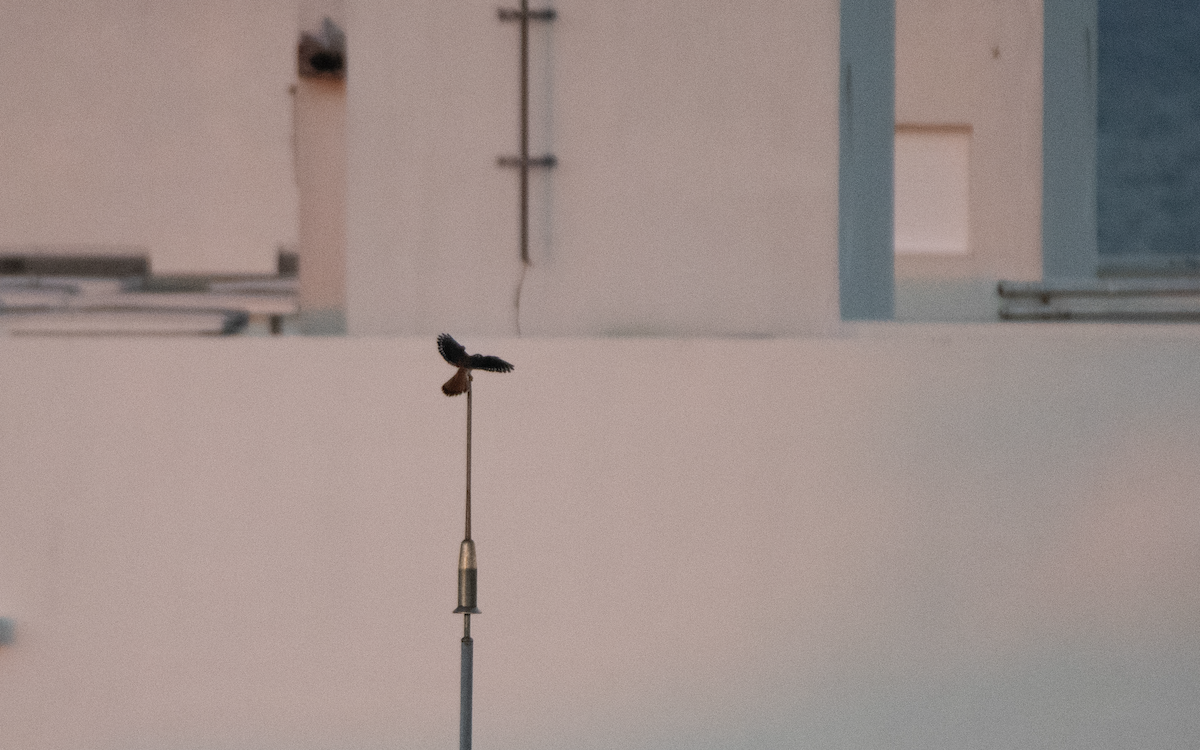 American Kestrel - ML646085204