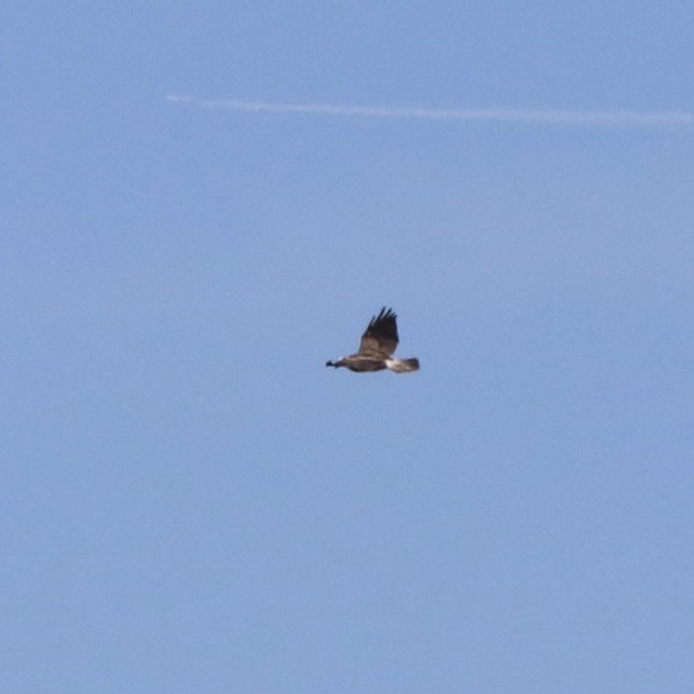 Swainson's Hawk - ML646085211