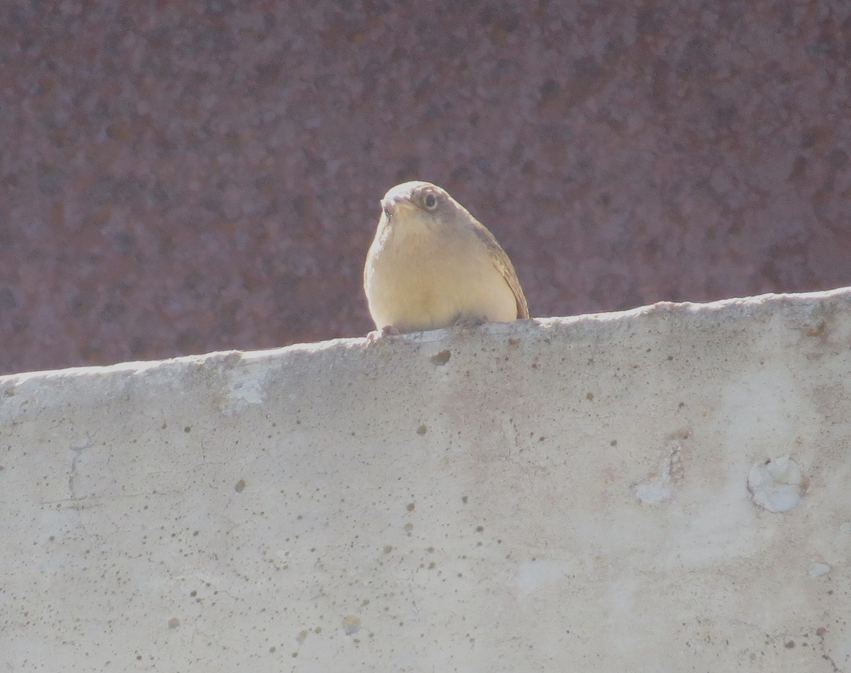 Southern House Wren - ML646085219