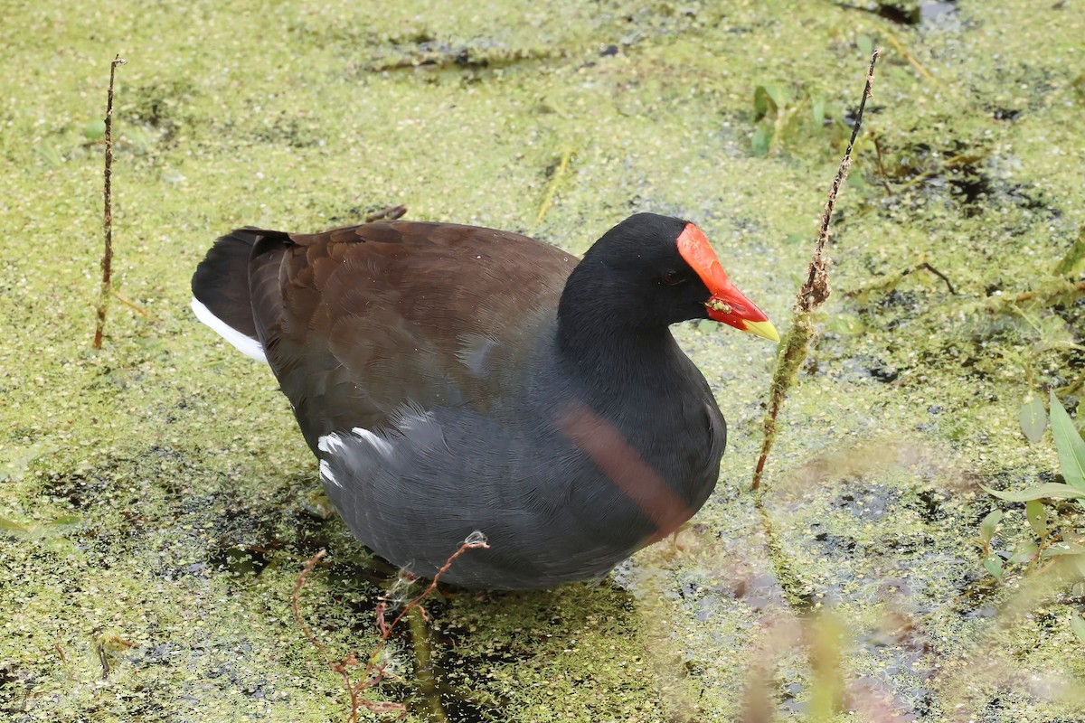 Gallinule d'Amérique - ML646085229