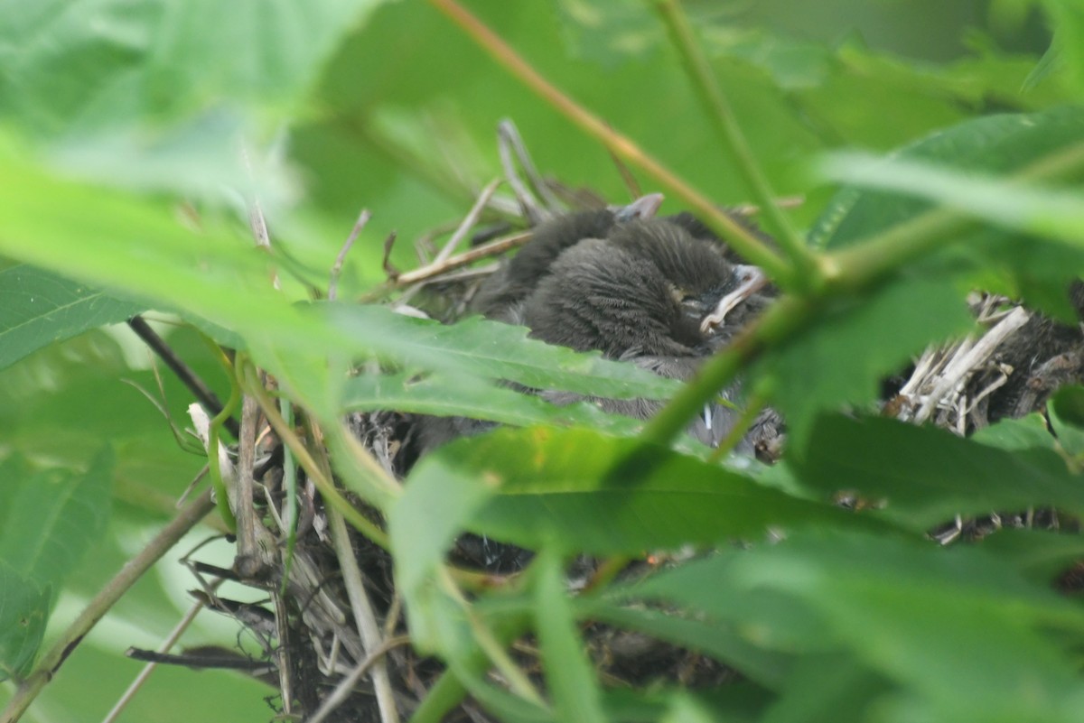 Кедровый свиристель - ML646085231