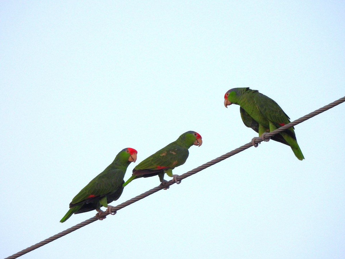 Зеленощёкий амазон - ML646085238