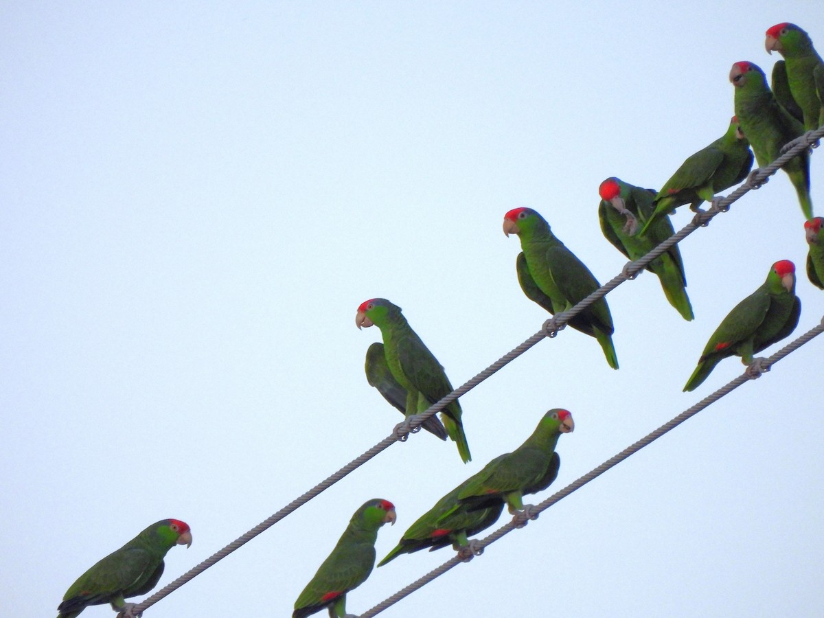 Зеленощёкий амазон - ML646085244