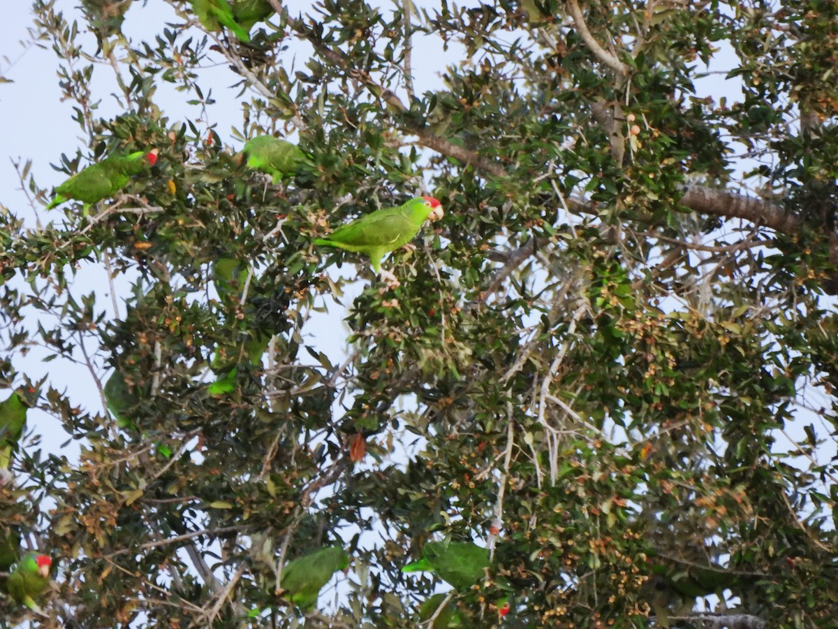 Зеленощёкий амазон - ML646085246