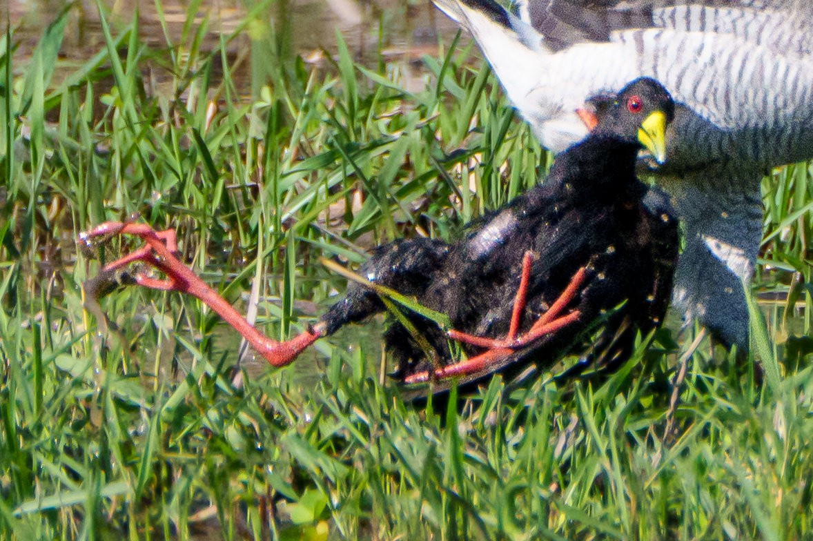 svartrikse - ML646085247