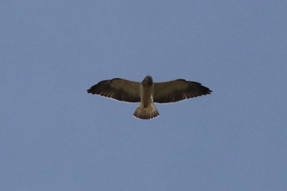 Swainson's Hawk - ML646085248