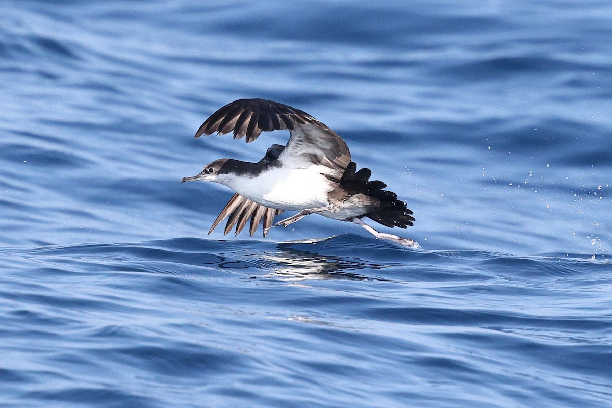 Puffin des Galapagos - ML646085250