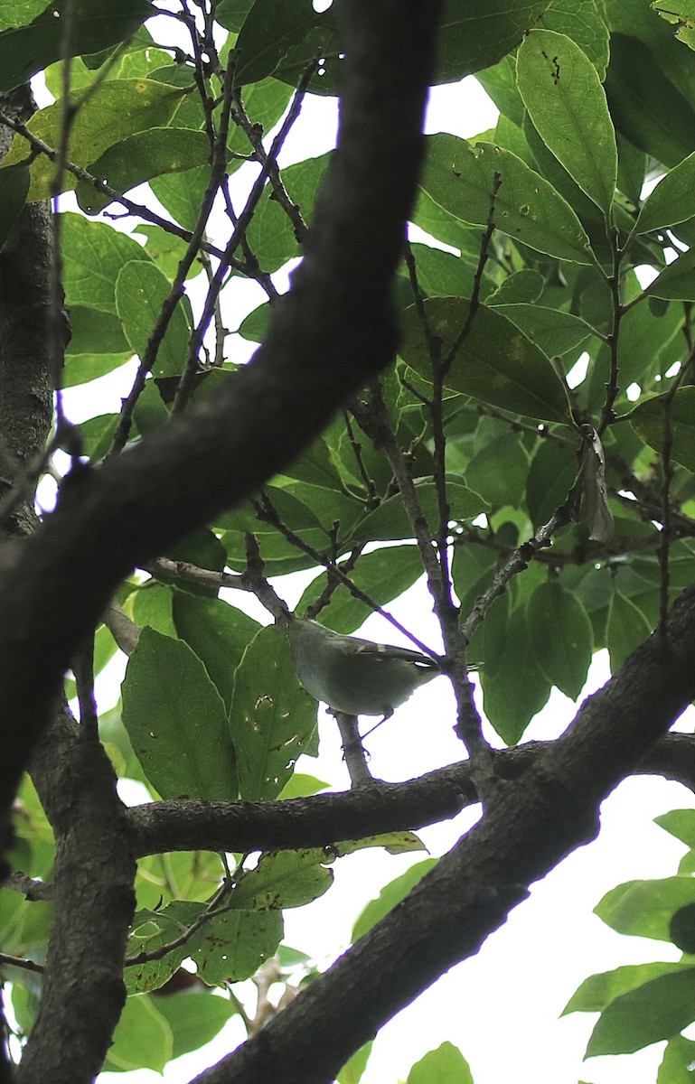 Пеночка-зарничка - ML646085251