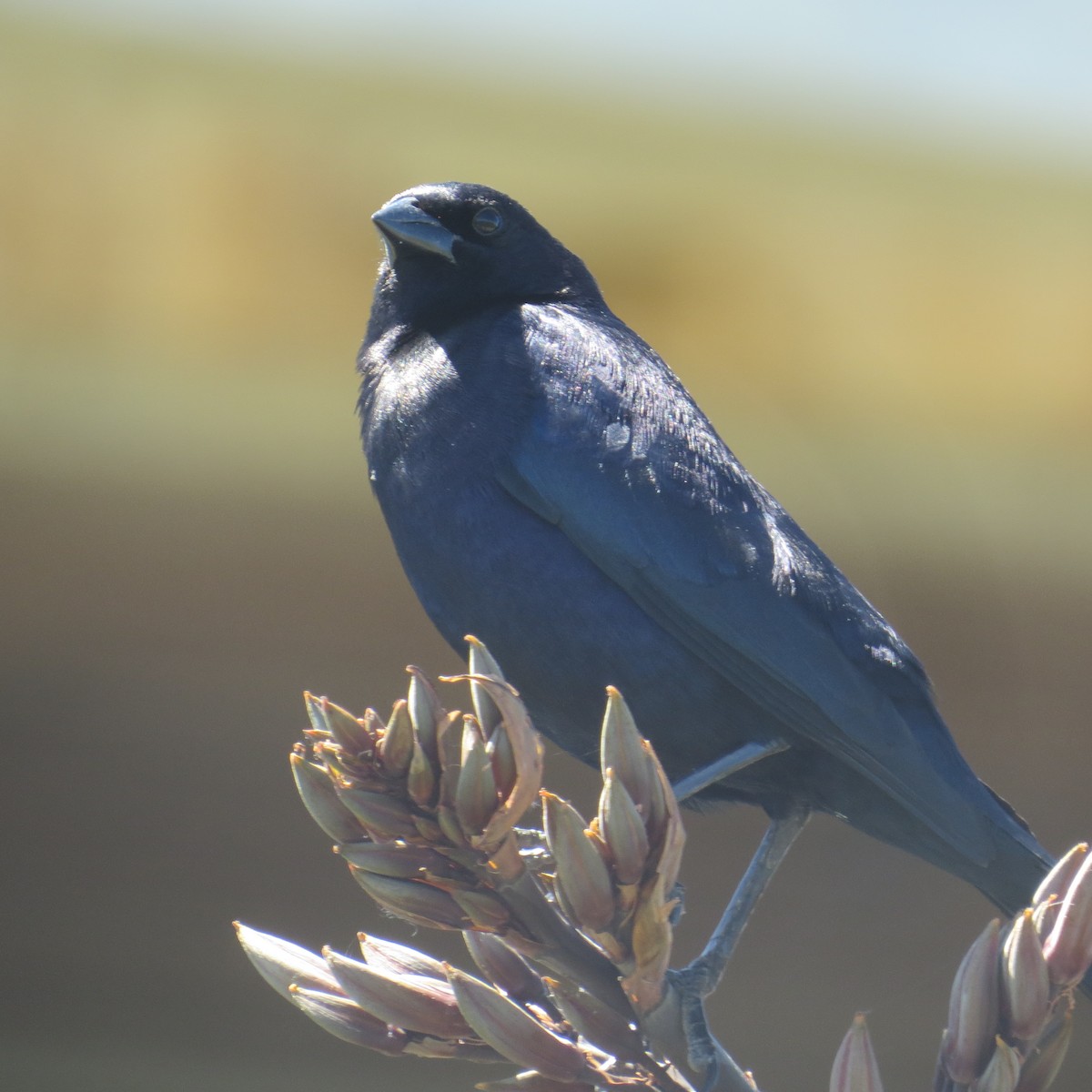 Блестящий трупиал - ML646085252