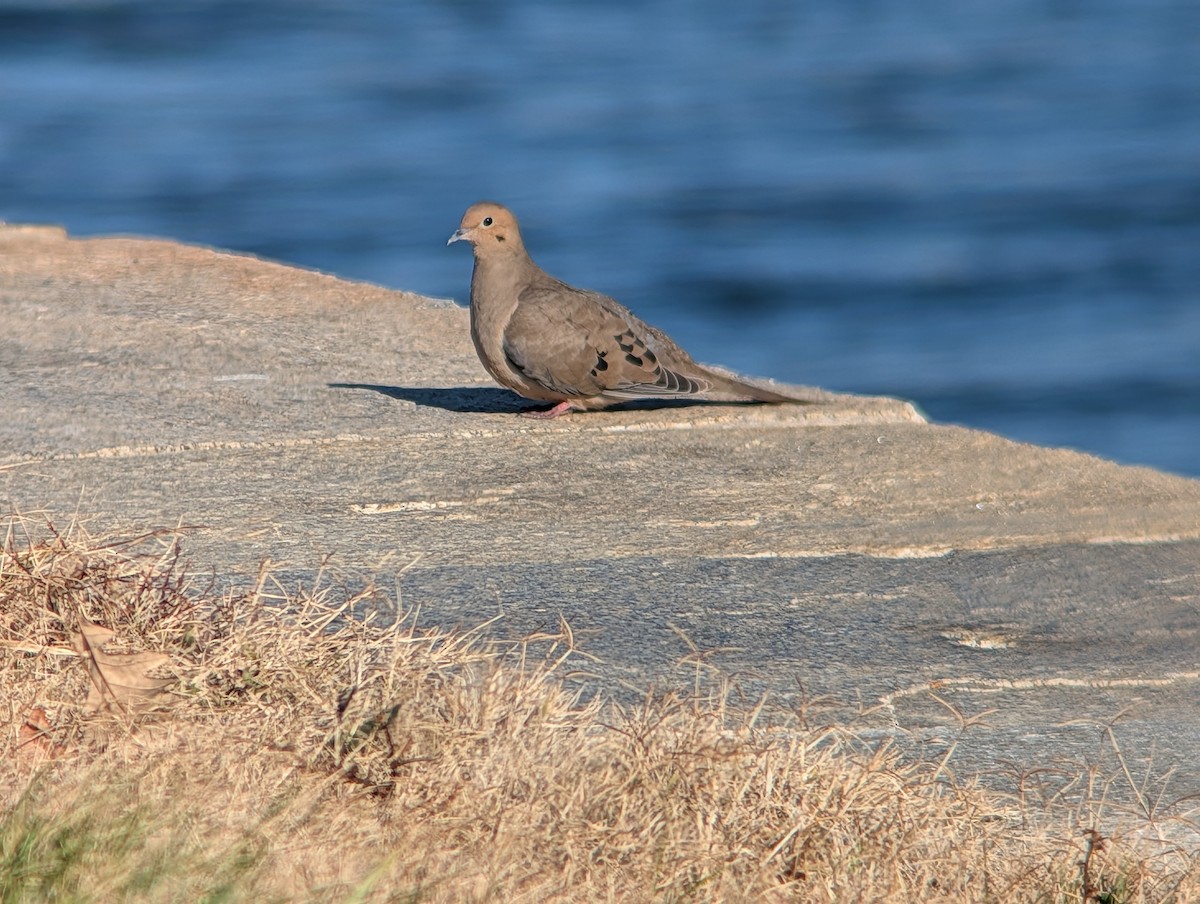 Плачущая горлица - ML646085253