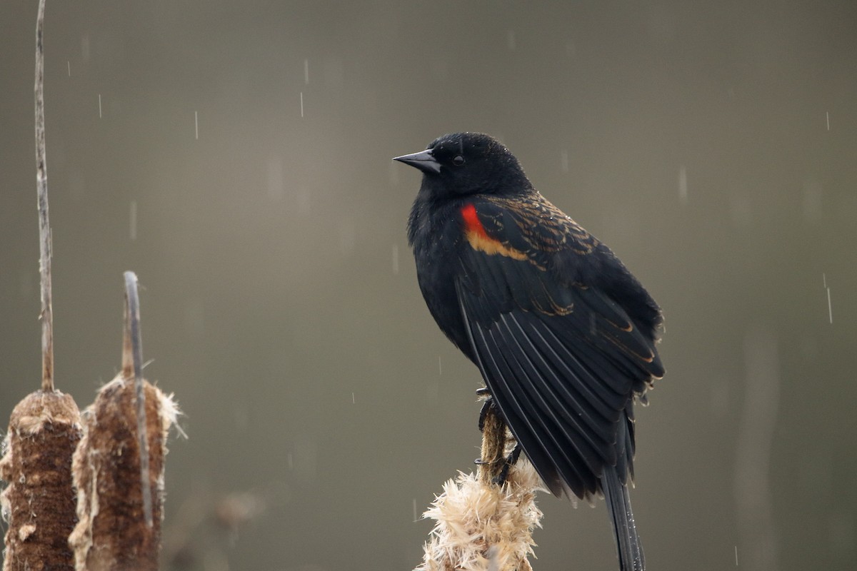 Красноплечий трупиал - ML646085254