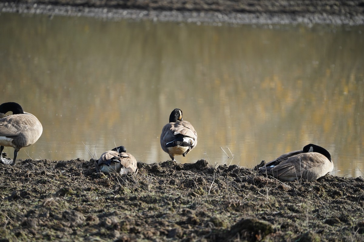 Малая канадская казарка - ML646085255