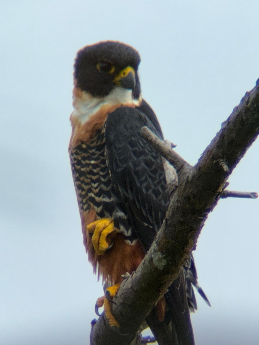 Orange-breasted Falcon - ML646085256