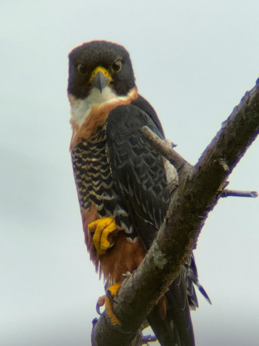 Orange-breasted Falcon - ML646085257