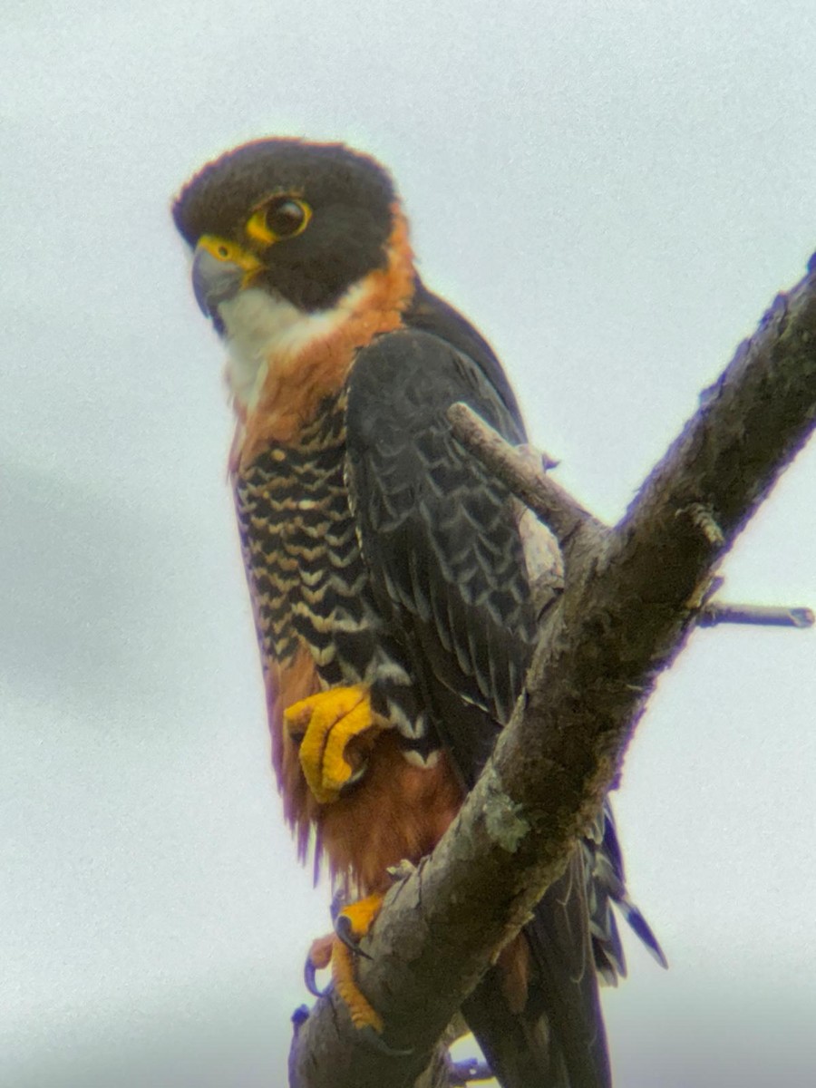 Orange-breasted Falcon - ML646085258