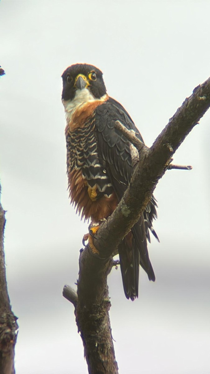 Orange-breasted Falcon - ML646085259