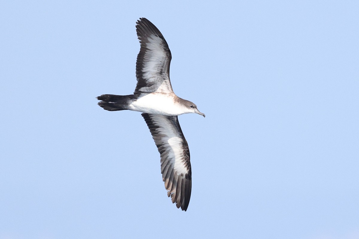 Клинохвостый буревестник - ML646085269