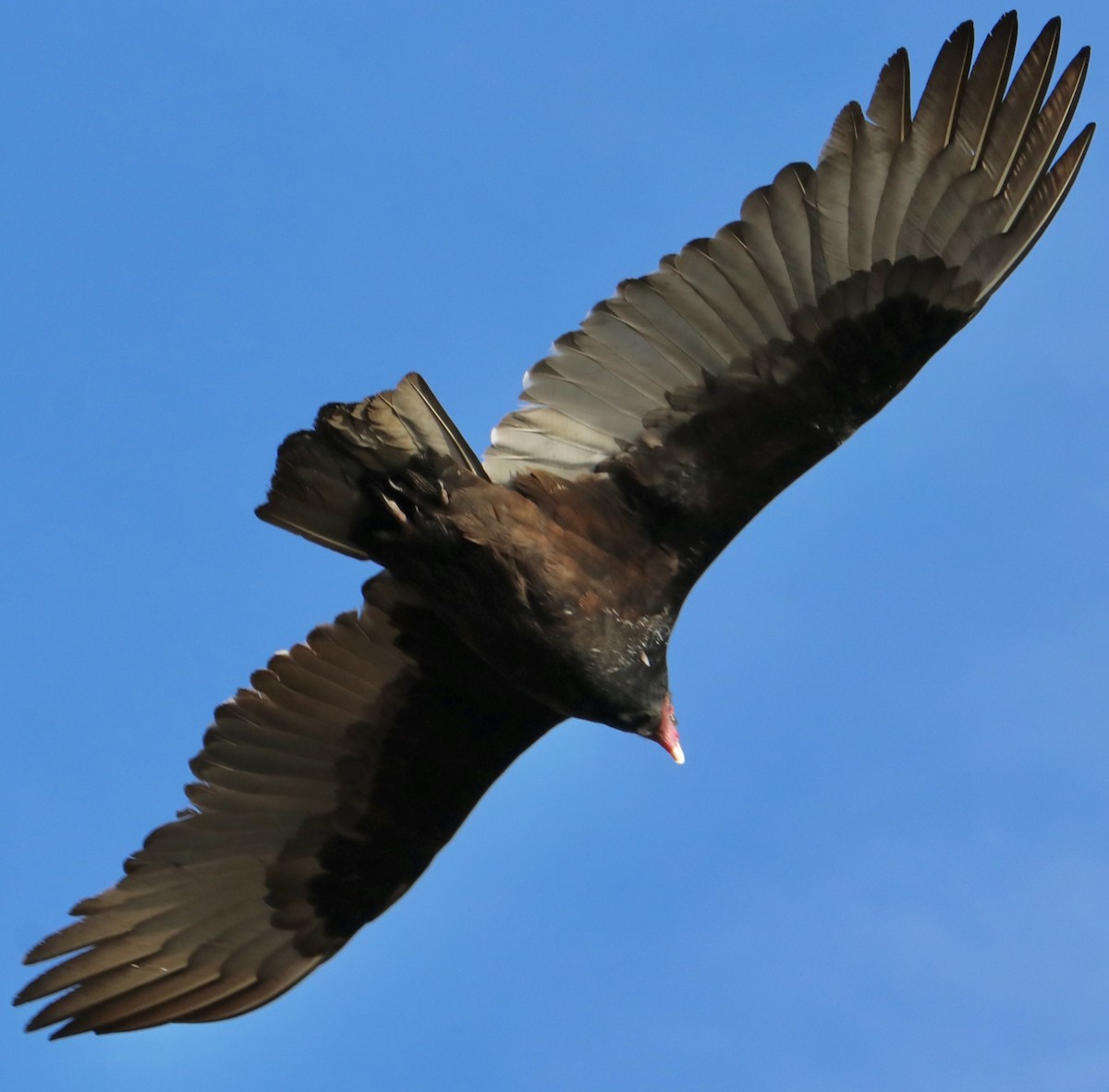 Катарта-индейка - ML646085276