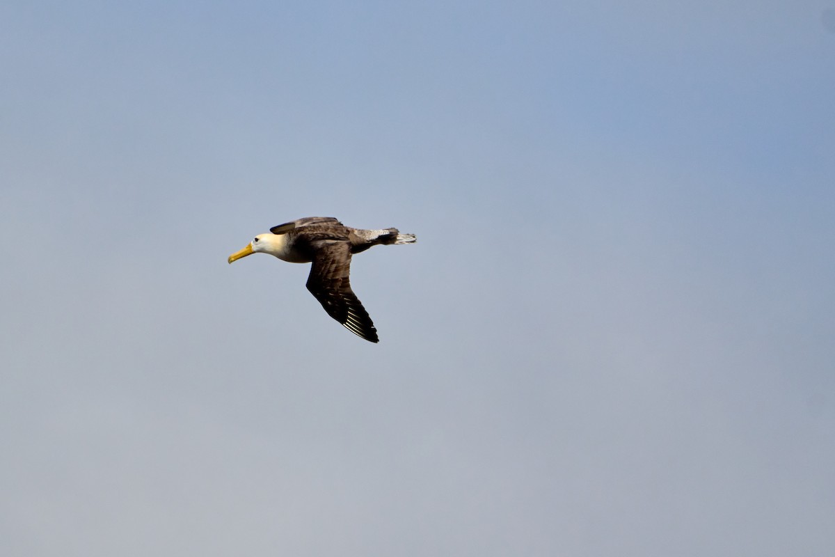 Галапагосский альбатрос - ML646085283