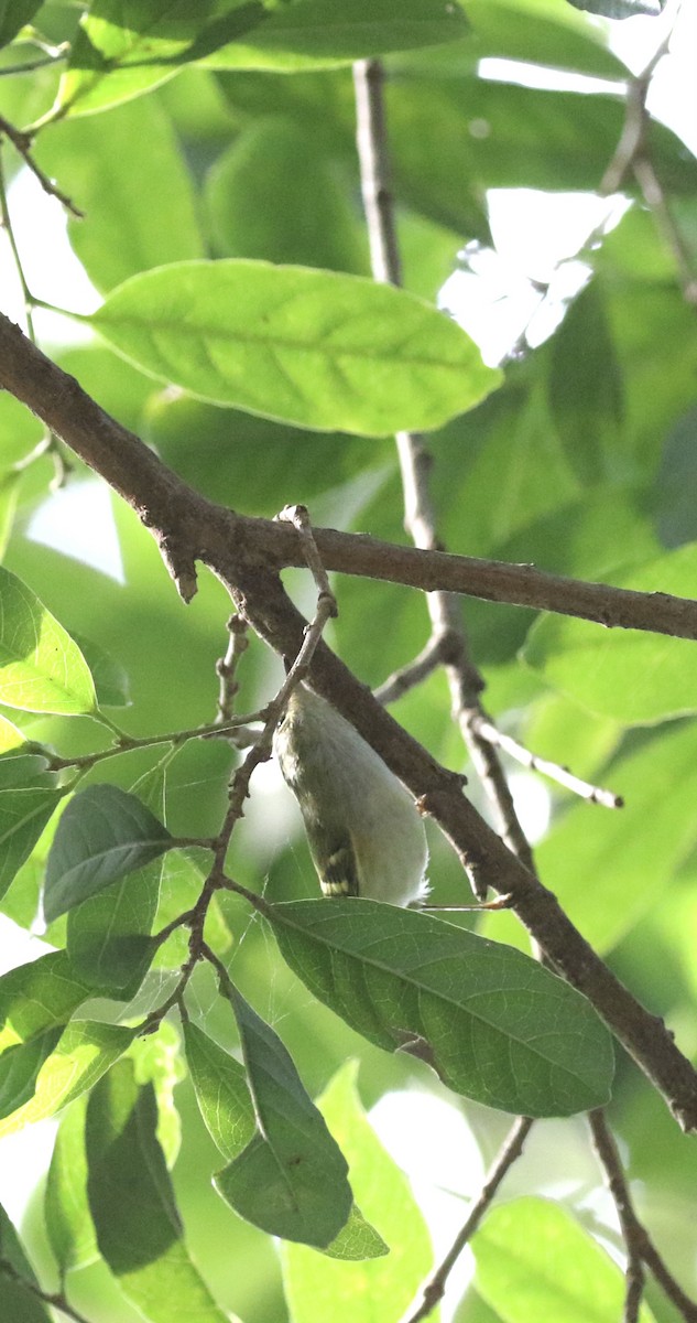 Корольковая пеночка - ML646085284