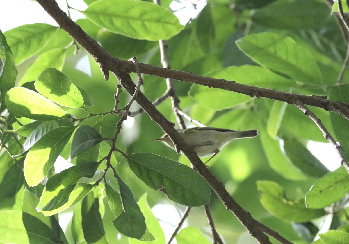 Корольковая пеночка - ML646085285