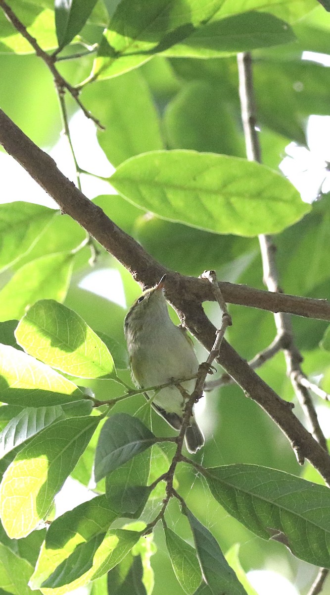 Корольковая пеночка - ML646085286