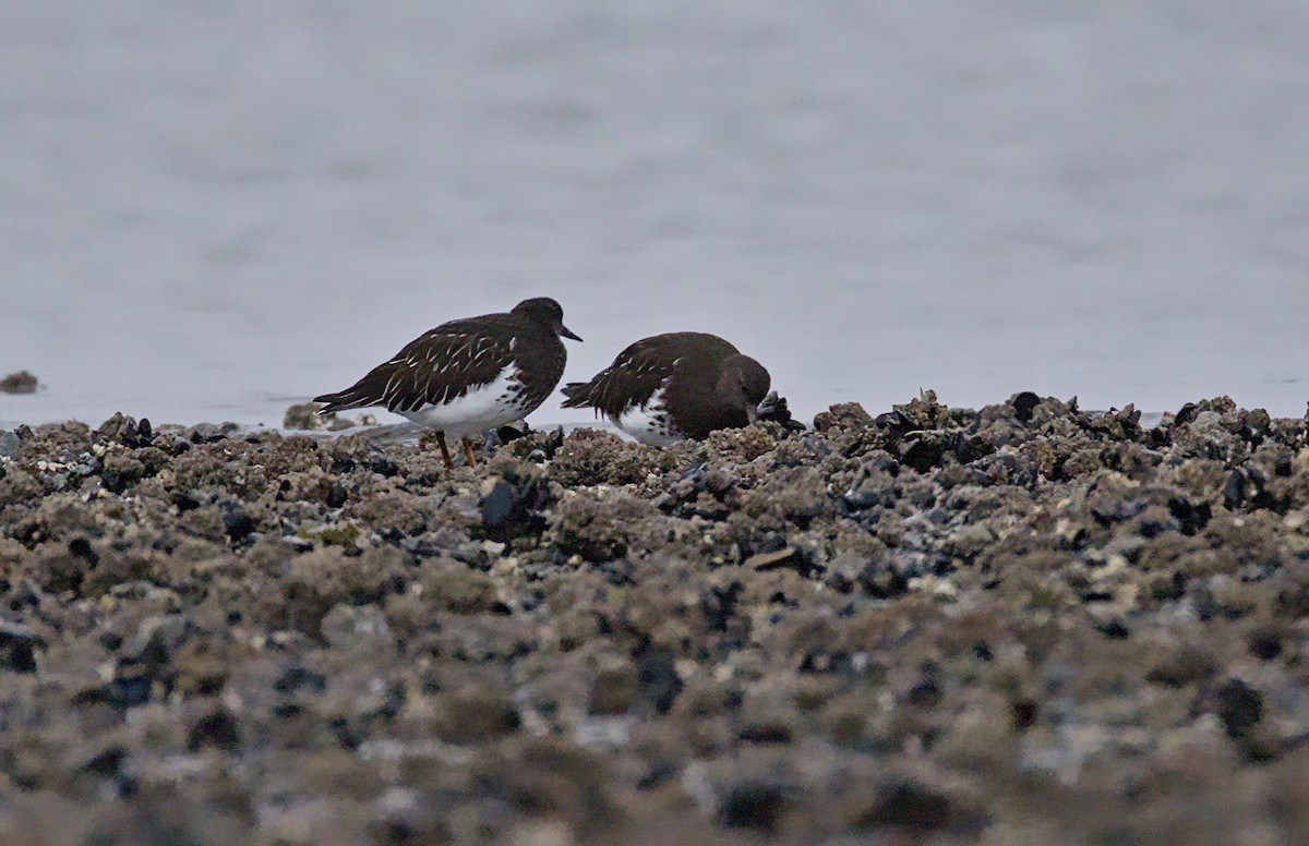 Чёрная камнешарка - ML646085289