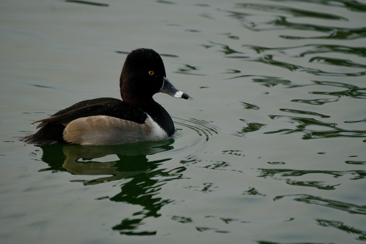 Кольчатая чернеть - ML646085294