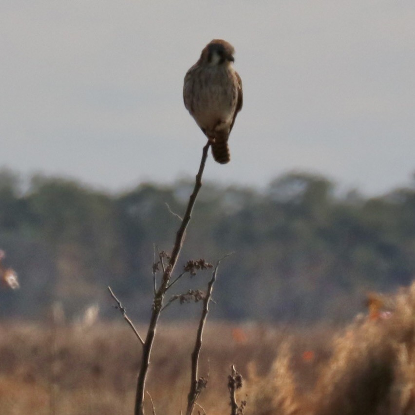 Воробьиная пустельга - ML646085297