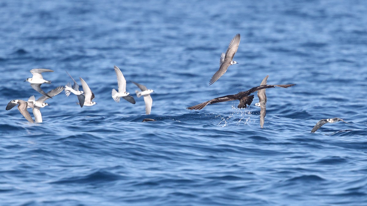 Чёрная крачка - ML646085298