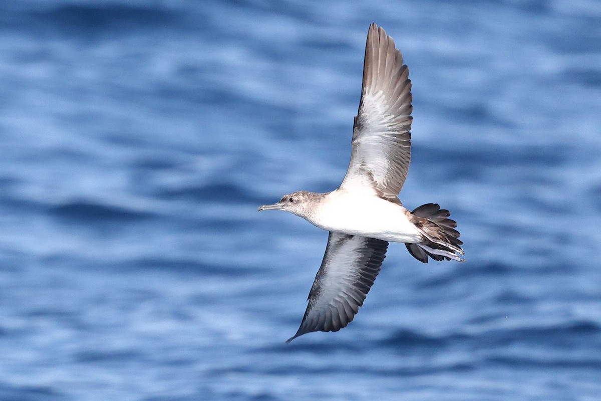 Чернохвостый буревестник - ML646085299