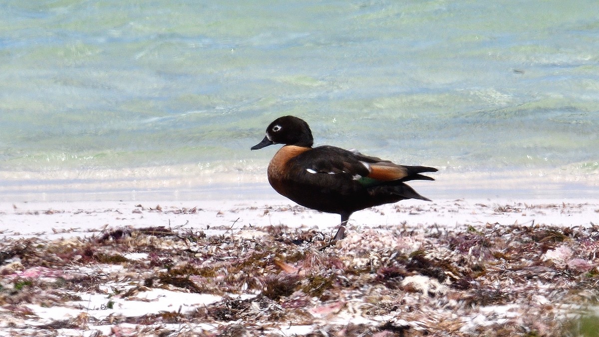 Casarca australiana - ML646085301