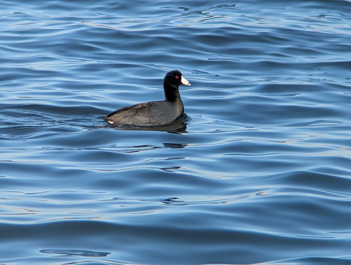 Американская лысуха - ML646085304