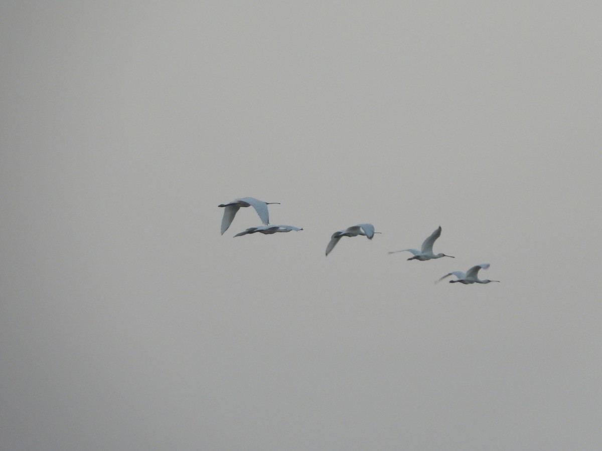 Малая колпица - ML646085305