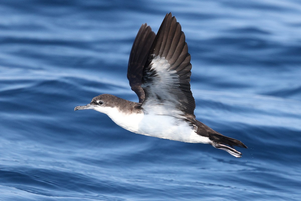 Puffin des Galapagos - ML646085307