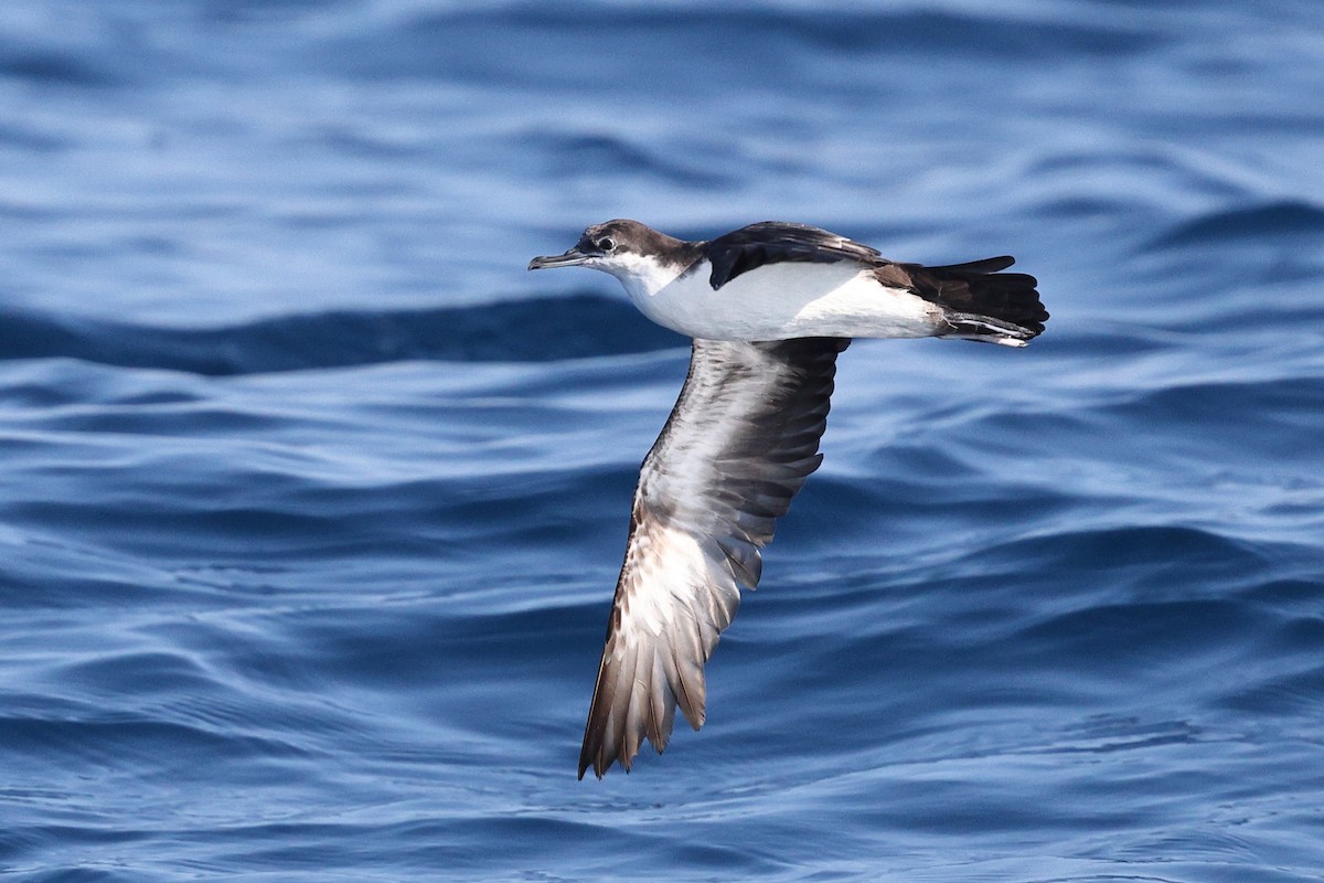 Галапагосский буревестник - ML646085311