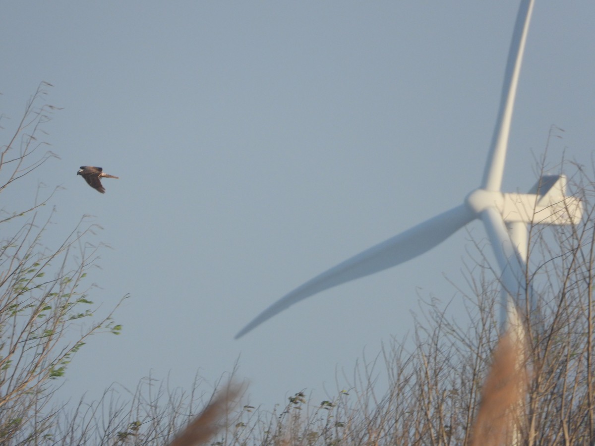 Eastern Marsh Harrier - ML646085312