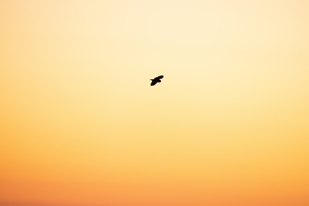 Short-eared Owl - ML646085314