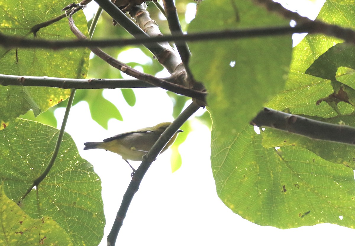 Китайская белоглазка - ML646085316