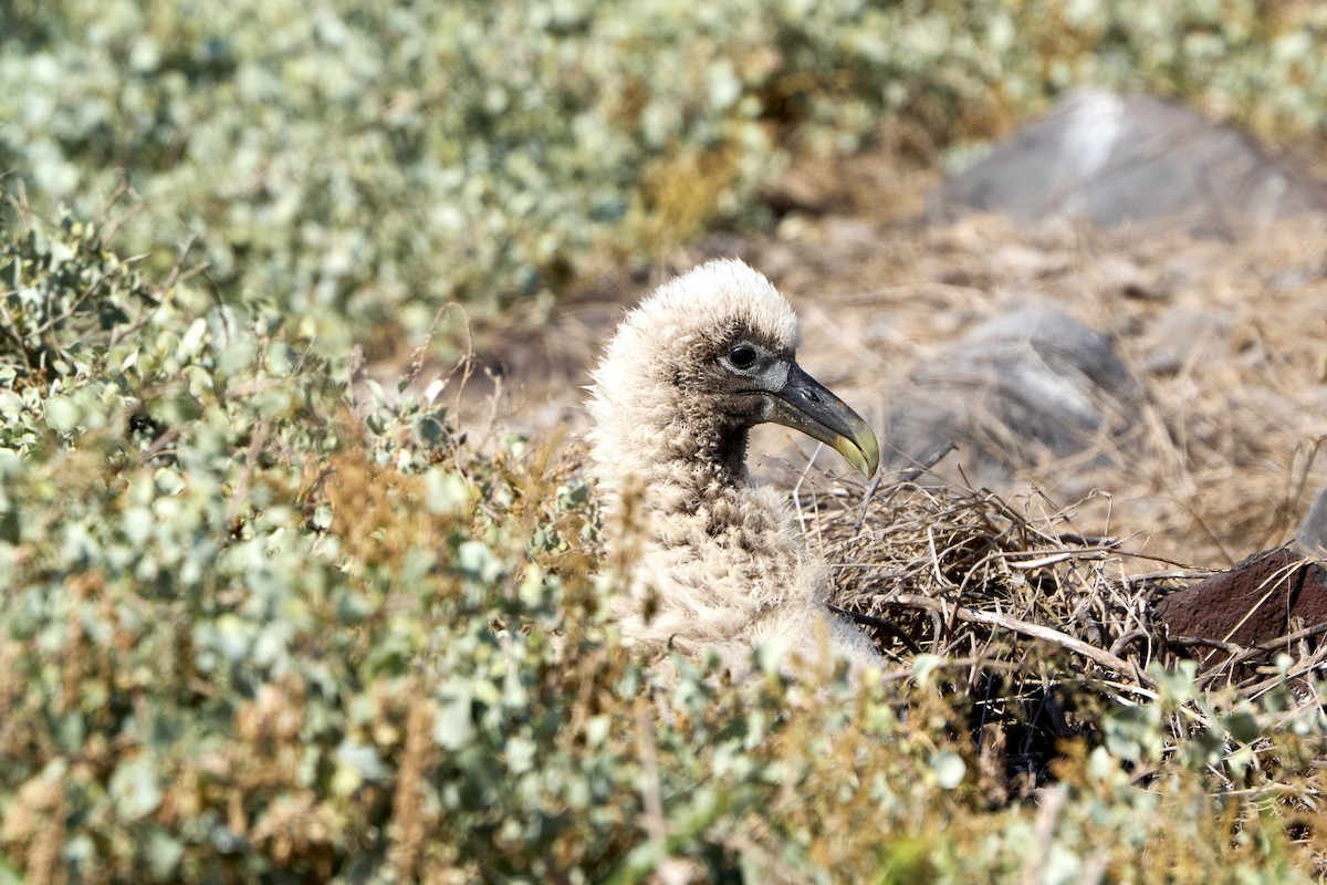 Albatros galapagoarra - ML646085325