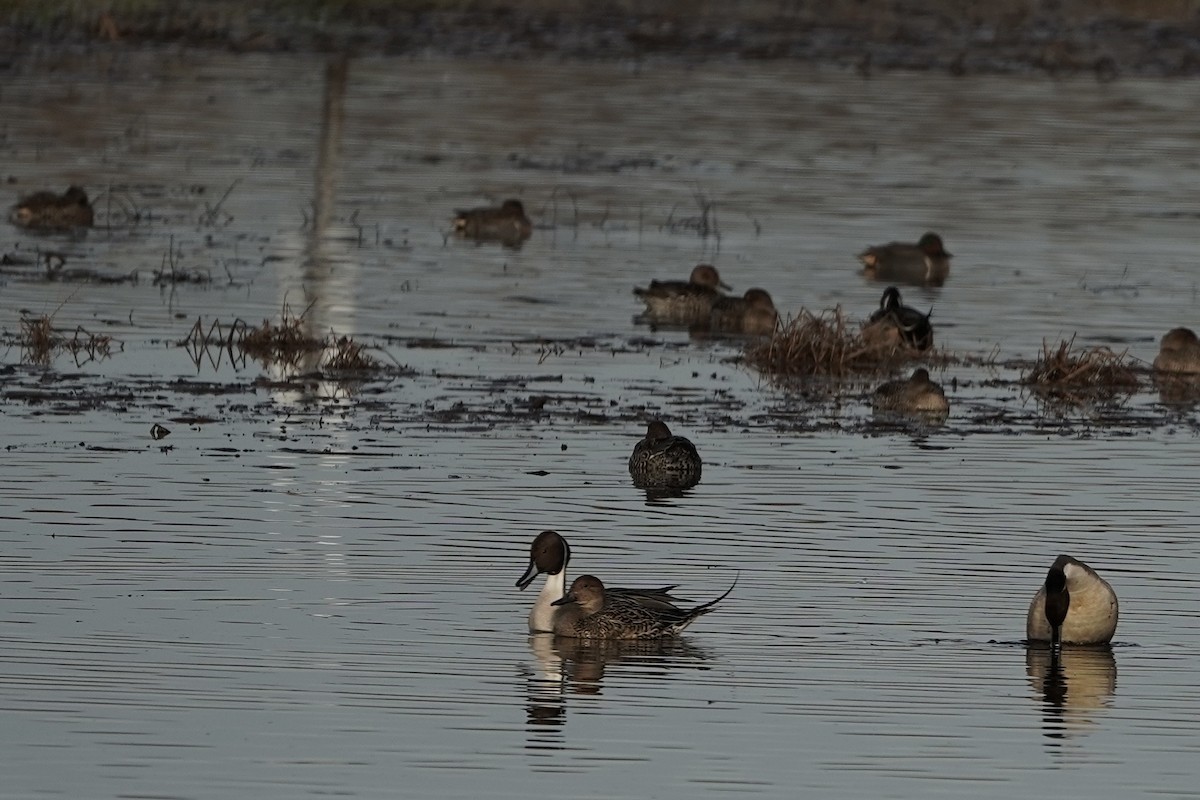 オナガガモ - ML646085327