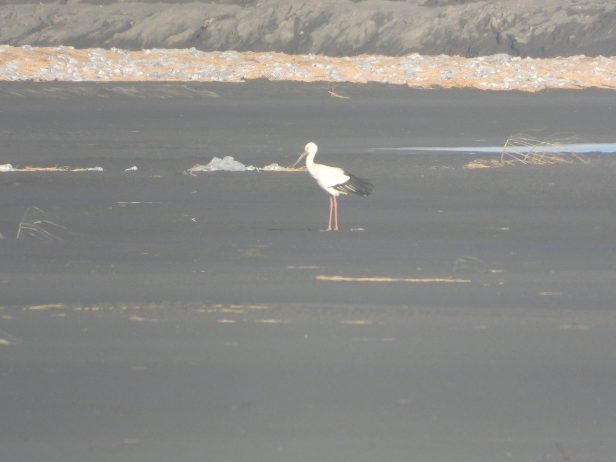 Oriental Stork - ML646085337