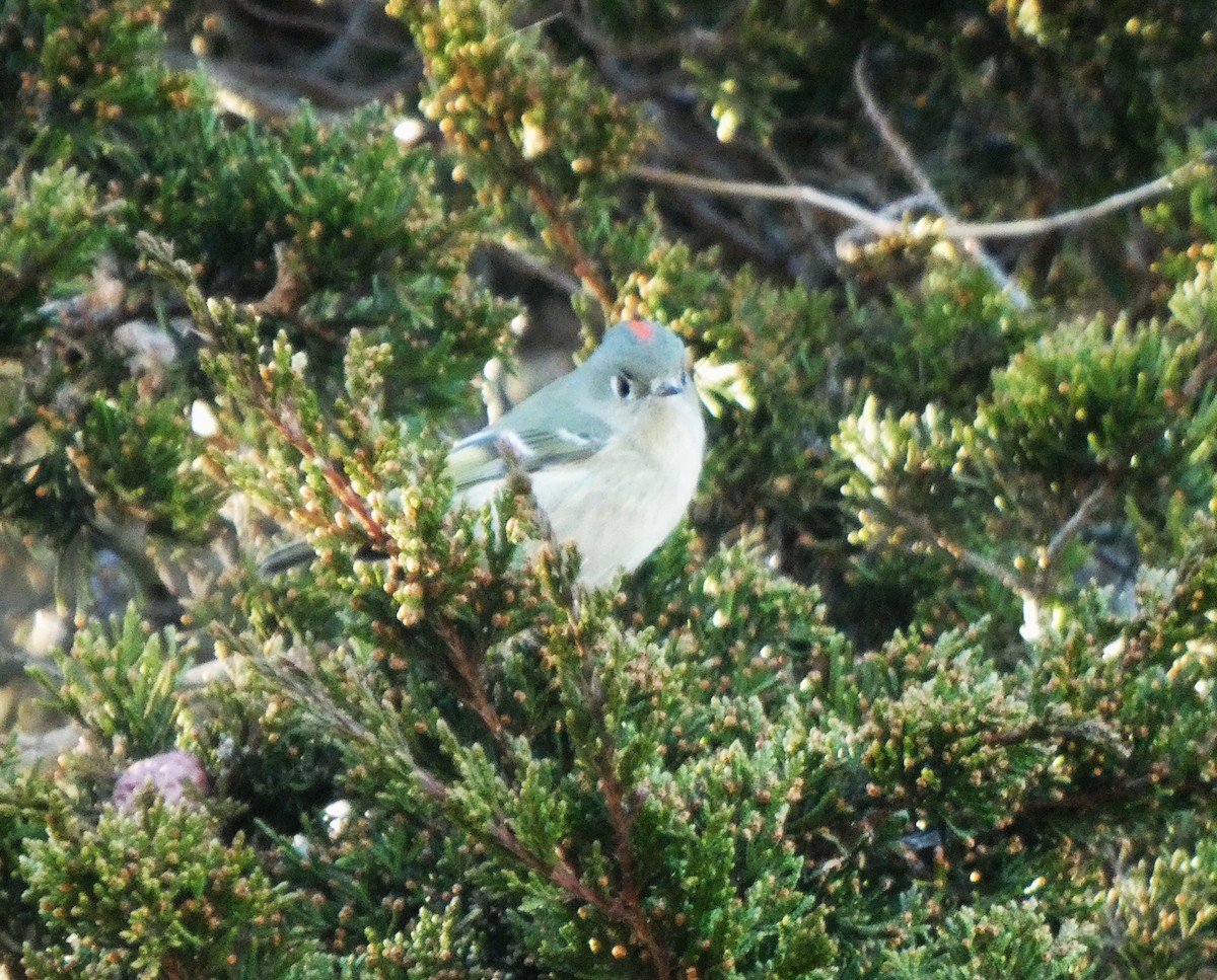Ruby-crowned Kinglet - ML646085338