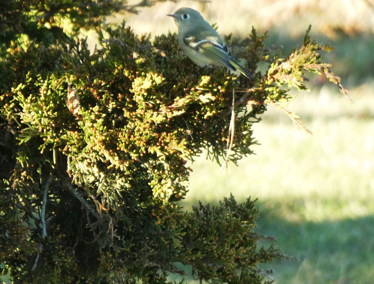 Ruby-crowned Kinglet - ML646085339