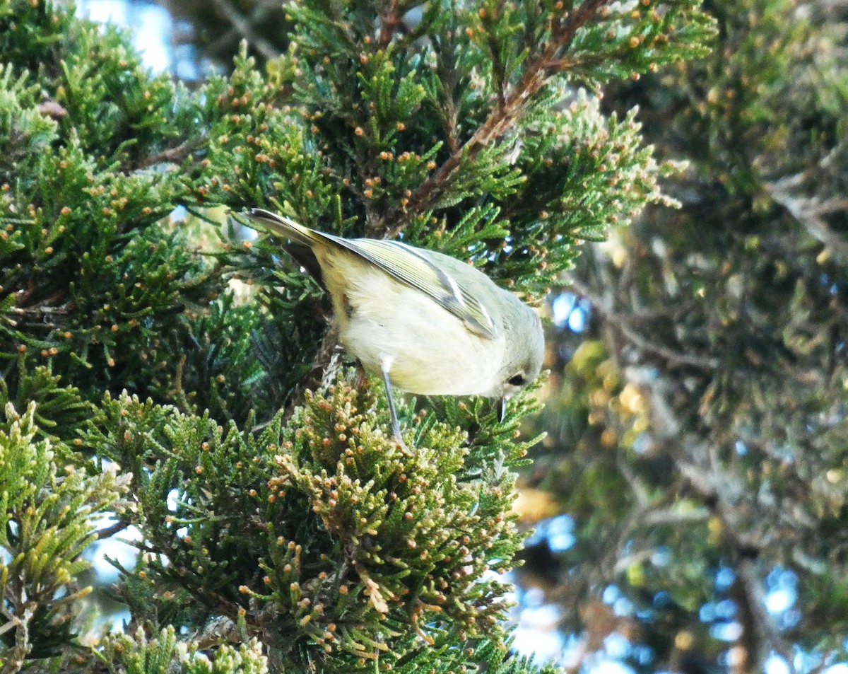 Ruby-crowned Kinglet - ML646085340